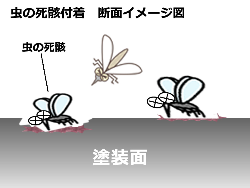 虫の死骸 固着のメカニズムと取り方 エバーグレイス 洗車用品とコーティングの専門ショップ